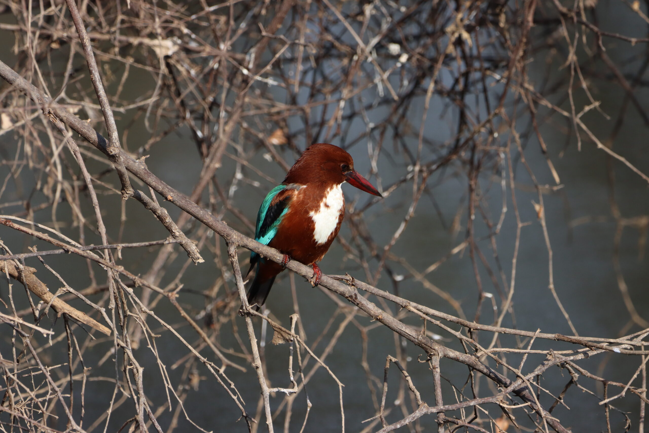 Ranthambore