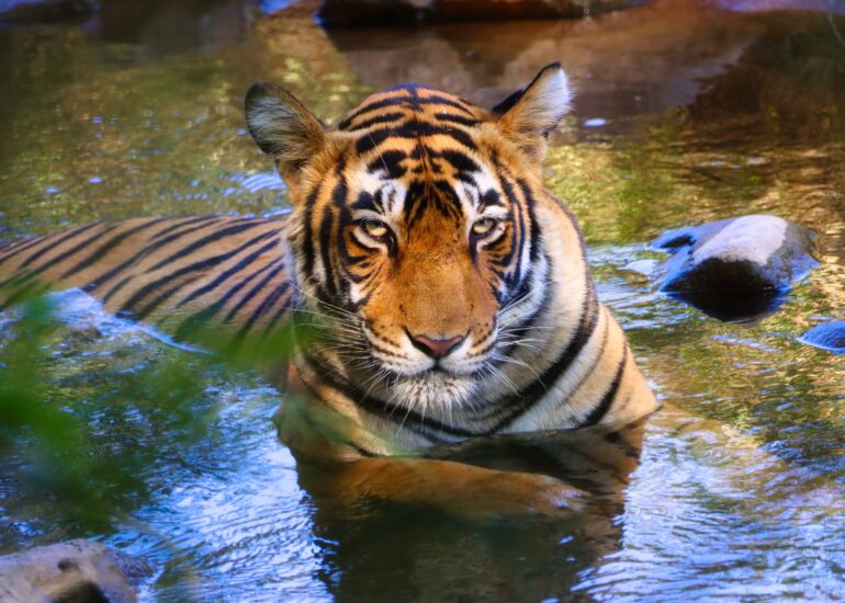 Tiger in water