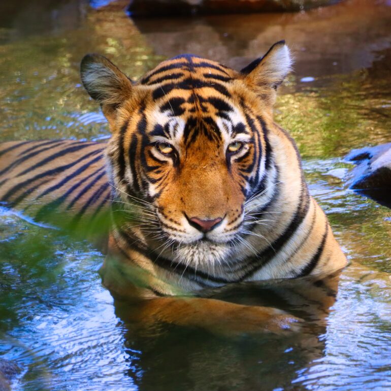 Tiger in water
