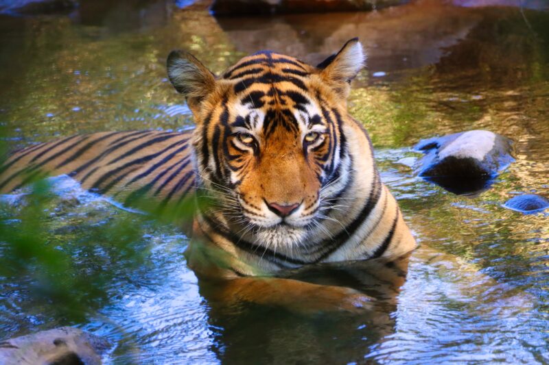 Tiger in water